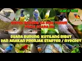 Download Lagu suara pikat burung kutilang ribut dan prenjak stater nyecret ribut paling ampuh #part 041