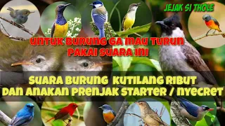 Download suara pikat burung kutilang ribut dan prenjak stater nyecret ribut paling ampuh #part 041 MP3