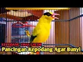 Download Lagu Burung kepodang emas gacor | Suara kepodang gacor ini bisa di jadikan pancingan kepodang malas bunyi