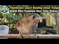 Download Lagu AMPUH BIKIN FLAMBOYAN CEPAT GACOR NYULING - TERAPI BURUNG FLAMBOYAN GACOR