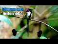 Download Lagu 5 jenis burung kolibri berbulu cantik