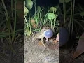 Download Lagu Kodok Ngorek. Katak Beryanyi. Bunyi Katak. Sound of Frog #katak #frog