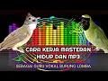 Download Lagu Cara Kerja Masteran Hidup Dan Mp3 Sebagai Guru Vokal Burung Lomba