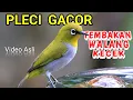 Download Lagu Pleci Tembakan Walang Kecek | pleci gacor bongkar isian