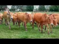 Download Lagu sound of cows roaming the fields calling friends to come back to the barn - Cow Sounds