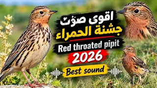 صوت مميز لصيد الجشنة الحمراء                              صوت نار مجرب دندنها