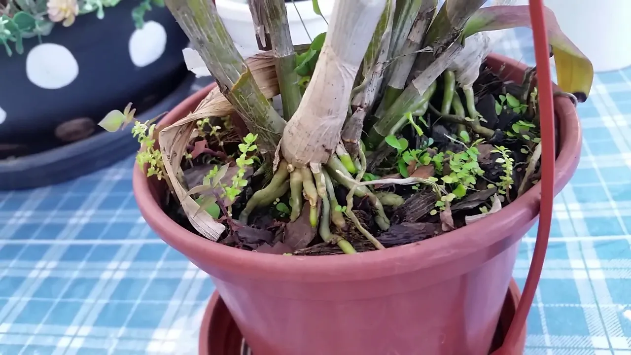 ORQUÍDEA QUE PRODUZ MUITAS HASTES FLORAIS