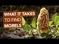 What It Takes To Find Morel Mushrooms