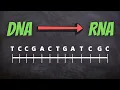 DNA to RNA Complementary Base Pairings Transcription