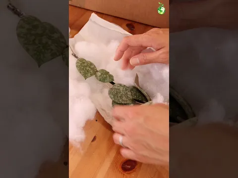 Box Full of Hoyas! 📦🌿 Indonesia Haul | Part 1 #thegreenearth #plants