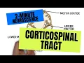 2-Minute Neuroscience Corticospinal Tract