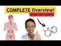 Endocrine System Everything you NEED to Know Hormones Glands Feedback Loops