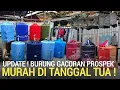 REVIEW TOP ! HARGA BURUNG GACOR PROSPEK MURAH DI TANGGAL TUA TOKO RBK KEMAYORAN 