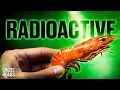 Download Lagu FDA Warns of Radioactive Shrimp Sold At Walmart