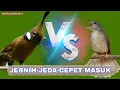 Lagu DUET MAUT Animasi Cililin vs kapas tembak paling jossssss - Masteran cililin dan kapas tembak