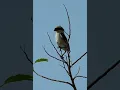 Download Lagu Burung Shrike Ekor Panjang