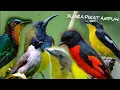 Download Lagu Suara pikat segala jenis burung | terbaru 2021