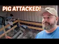 Download Lagu SOW ATTACKED When We Took All Her Babies-Then This Happened!