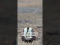 Download Lagu Burung Kipas Besar yang berasal dari amerika utara