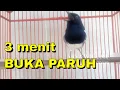Download Lagu Kicau ASLI Kacer NGEPLONG, Paling AMPUH dijadikan Pancingan Kacer MACET \u0026 BISU jadi GACOR