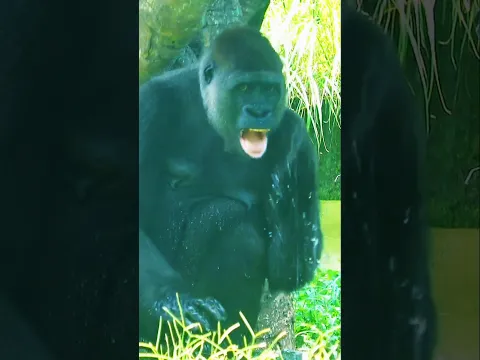 愛洗臉的Tayari #taipeizoo #cute #gorilla