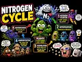 Nitrogen Cycle Nature s Amazing Recycling System