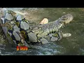 Pertarungan Reptil, Buaya VS Piton| Trans7 Global