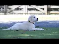 Positive Reinforcement Training Tips Applied to the Sit Down and Stay - Part 3