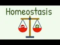 If You Understand This Physiology Will Become a Game for You Homeostasis Negative Feedback Loops