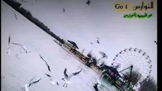 كريم منصور   مو طبيعيه النوارس دندنها