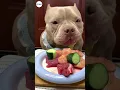 Download Lagu DOG BULLY EATING RAW FOODS | Eating Sound #dogs #puppy #mukbang #shorts