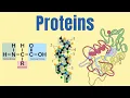 Proteins Amino Acids Polypeptides and the Four Levels of Protein Structure