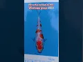 Download Lagu More amazing Japanese koi added to the whatsapp group from as little as £30 👀#koi #koifish #koiuk