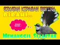 Sikatan / Kipasan Betina || Kipasan Birahi memanggil Sijantan.