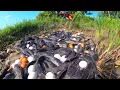 Download Lagu best hand fishing, amazing fishing - catching a lot of fish and pick duck egg at field by hand skill