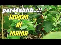 Download Lagu BRING44ASS DETIK-DETIK MEREKAM SUKU MANTE GTU2 || ASLI PAR44H KELIAT44N 4NU