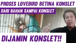 proses lovebird betina konslet dari bahan sampai konslet 