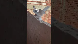 يا طير يا طاير 