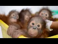 Download Lagu Baby Orangutan Bedtime at the BOS Nyaru Menteng Baby House