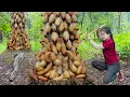 Download Lagu Harvesting Billions of SilkWorm for silk in Forest Goes to market sell -  Farm Life | Susan