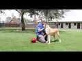Big Dog Ranch Rescue - see our new facility