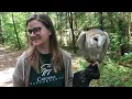 Barred Owl vs Barn Owl