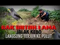 Download Lagu Mikat Burung jalak Kebo di Kebun sawit hasilnya mantap