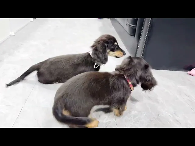 動画