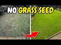 How I Fixed This Thin Lawn Without Renovating It - Lawn Care Made Simple