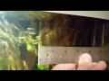 Chili rasbora size