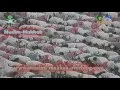 Download Lagu Shuraim 1416 Sabaa / Fatir