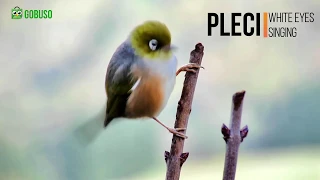 Download White Eye Bird Singing - Suara Kicau Burung Pleci Betina Gacor Pikat Jantan Ngalas Di Alam MP3