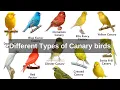 Download Lagu types of canaries different types of canary birds - domestic canary