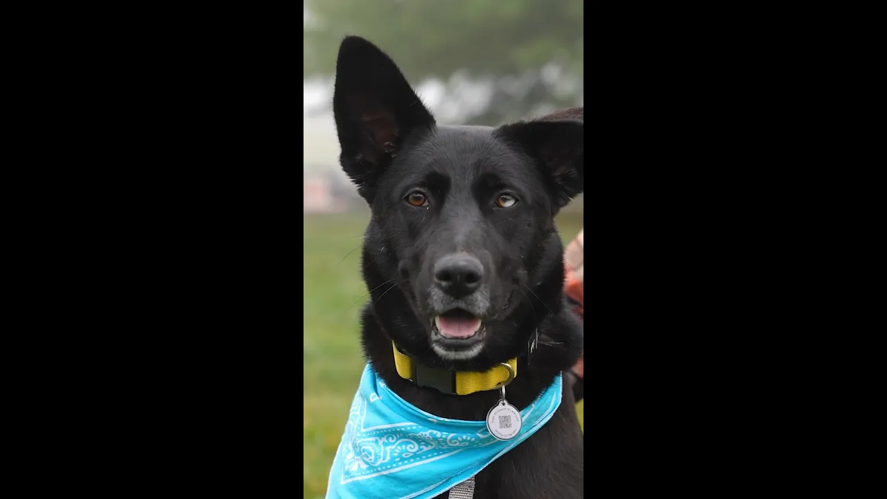 ASPCA channel featured image